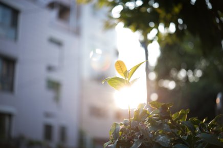 Nærbilde av plante i urbant strøk