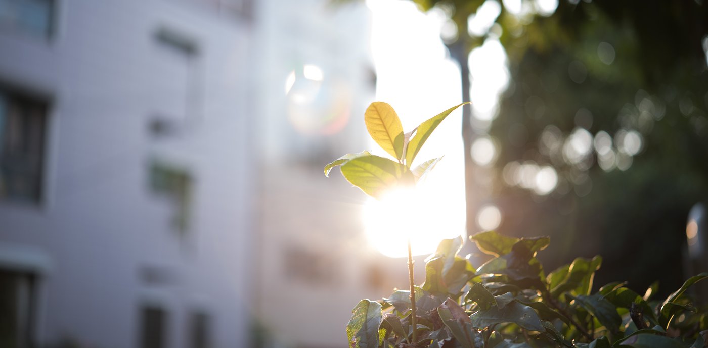 Nærbilde av plante i urbant strøk